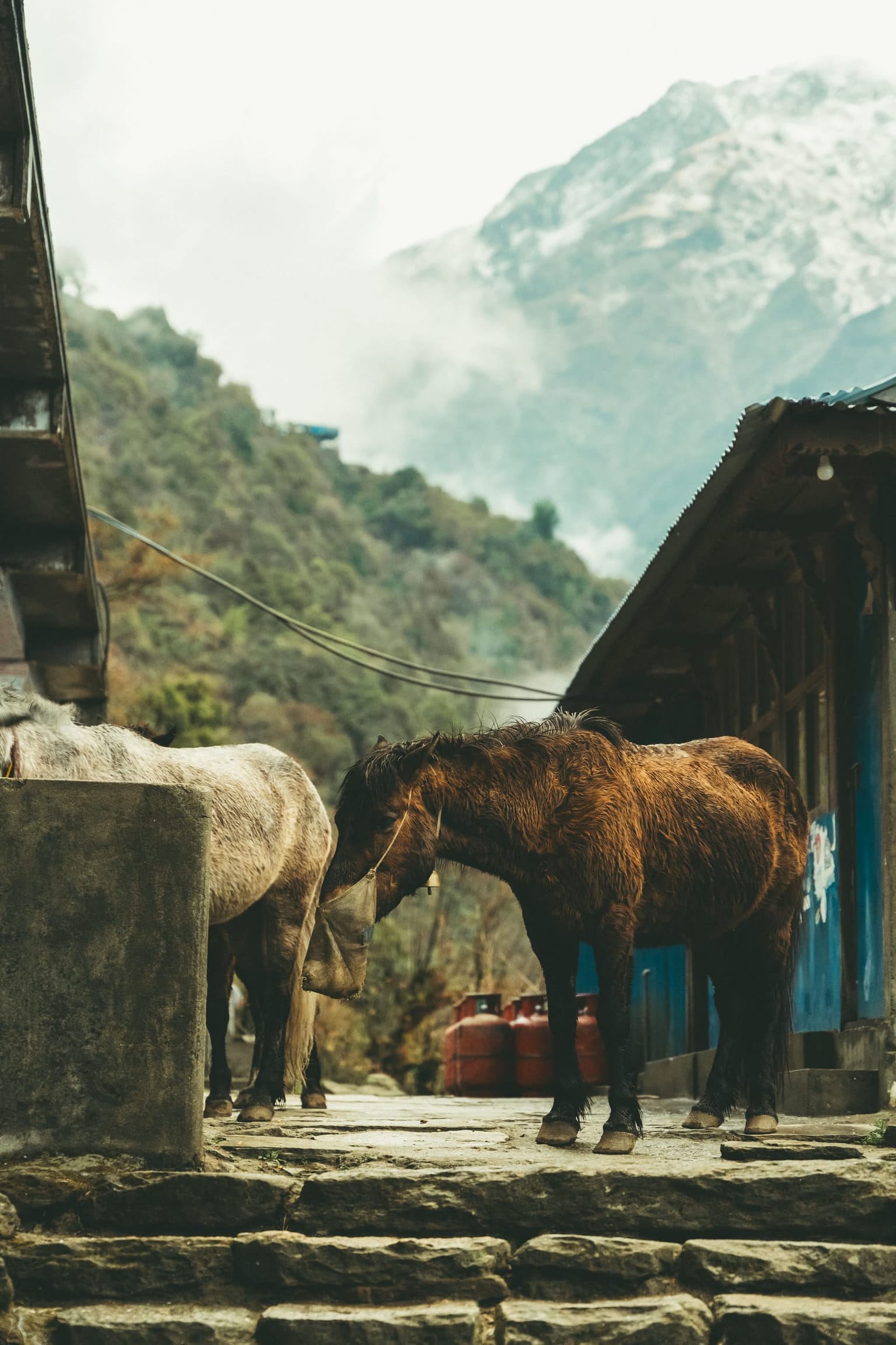 Photo 3 from Annapurna Base Camp